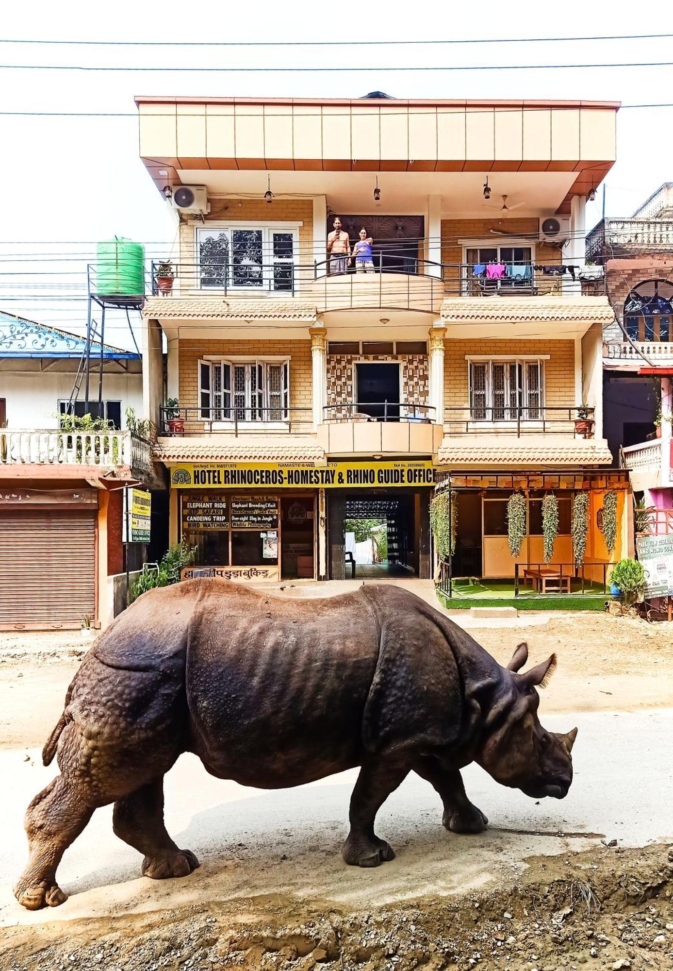 Rhinoceros-homestay *