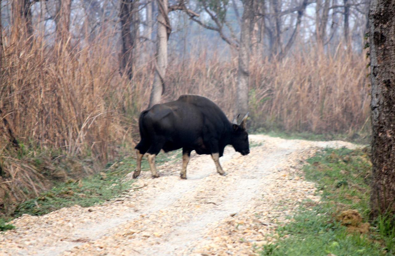 Homestay Rhinoceros-homestay *
