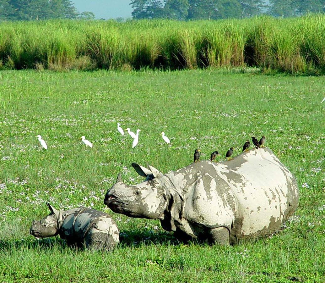 Rhinoceros-homestay Homestay