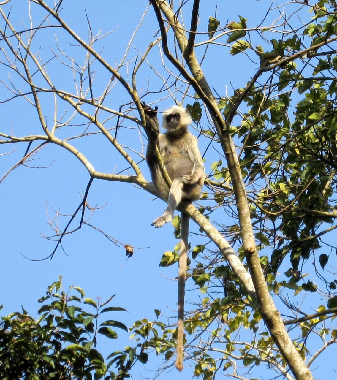 Rhinoceros-homestay * Sauraha